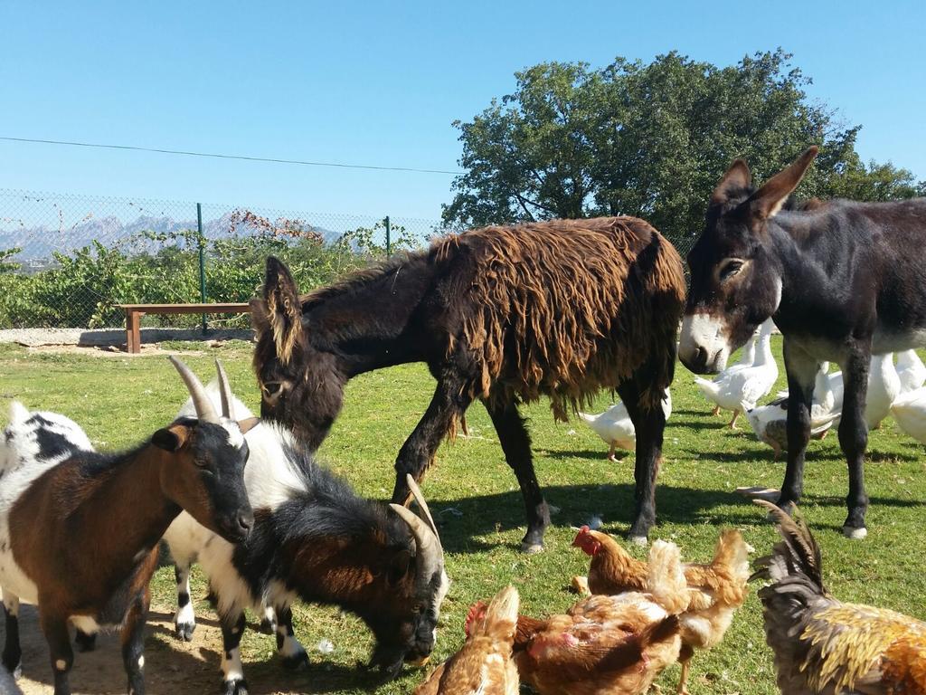 San Lorenzo de Hortóns Masia Can Canyes & Spa المظهر الخارجي الصورة