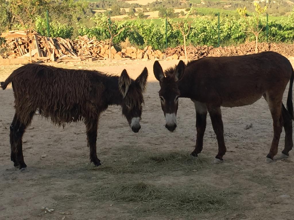 San Lorenzo de Hortóns Masia Can Canyes & Spa المظهر الخارجي الصورة